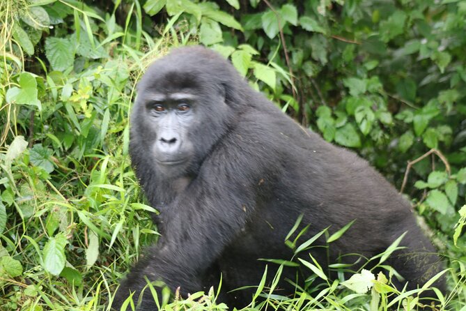 3 Day Gorilla Trek at Bwindi National Park via Kigali - Why Kigali is a smart gateway to Bwindi