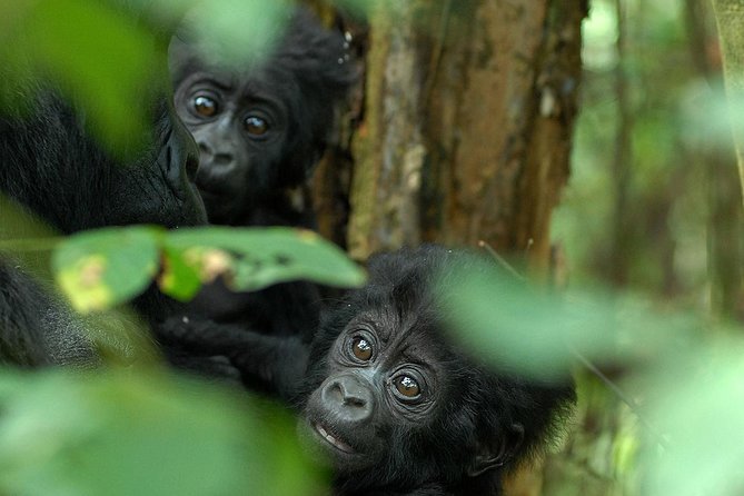 3-Day Rwanda Gorilla Safari - Why this three-day Rwanda safari matters