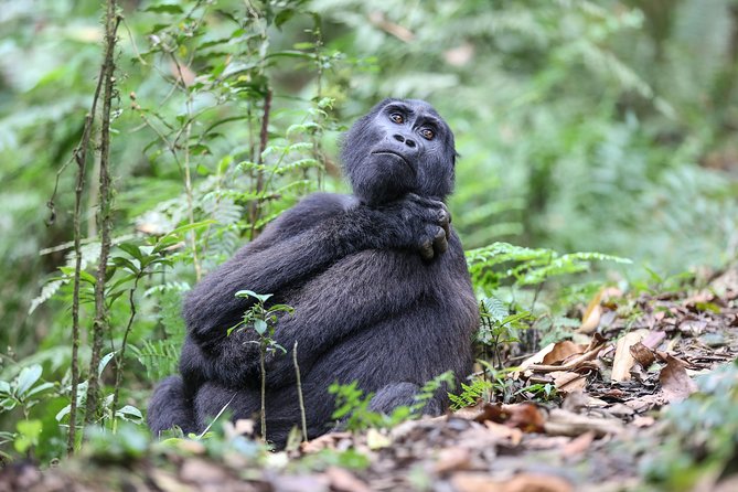 3-Day Rwanda Gorilla Safari - What the gorilla hour is really like