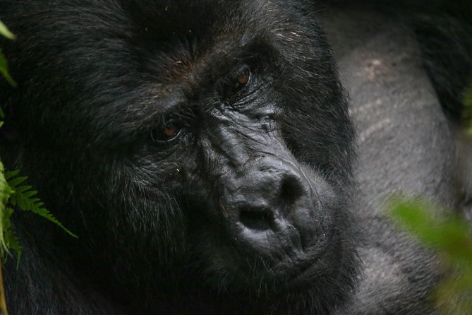 3-Day Rwanda Gorilla Safari - Transport, accommodation, and meals
