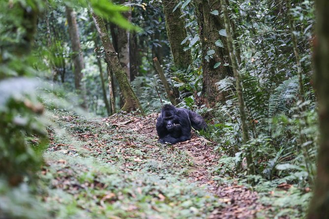 3-Day Rwanda Gorilla Safari - Who should book this experience