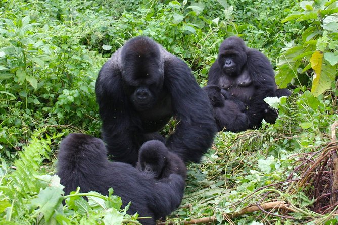 3 Day Rwanda to Uganda gorilla trekking Safari - The Batwa cultural visit deserves attention
