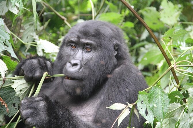 3 Days Private Bwindi Gorillas and Volcanoes Golden Monkey Trek - The cross-border road journey is part of the bargain