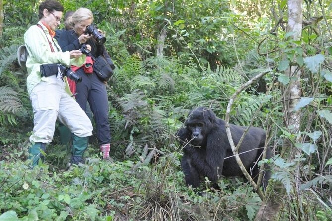 3 Days Uganda Gorilla Trekking Safari - Day 3: Islands, viewpoints, and the road back