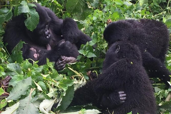 3 Days Uganda Gorilla Trekking Safari - The guide makes a major difference