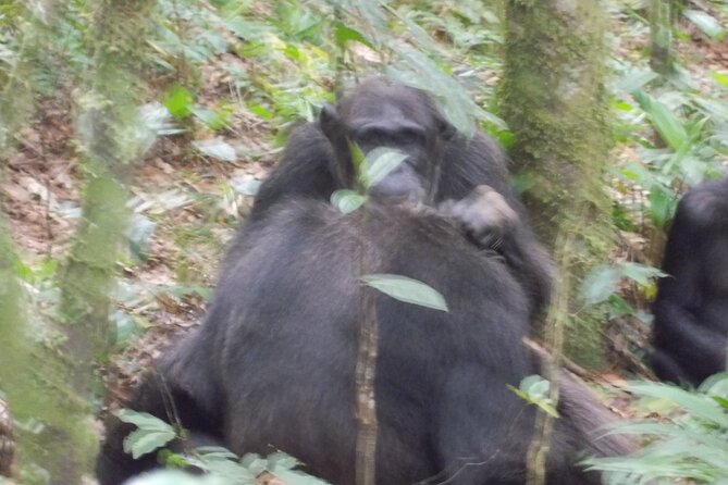 4 Day Golden Monkeys Bwindi Gorillas Wildlife and Chimps Trek - Day 2: Bwindi gorillas and the shores of Lake Bunyonyi
