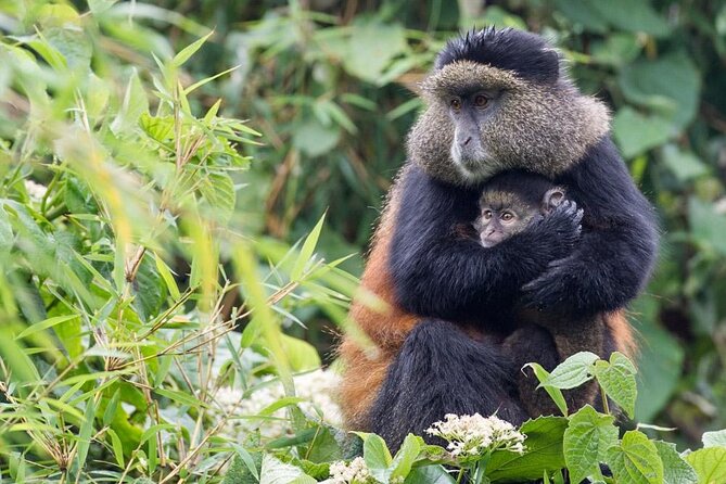 4 Days Gorilla Trekking, Lake Bunyonyi and Rwanda National Parks - Kigali begins with memory, not just sightseeing