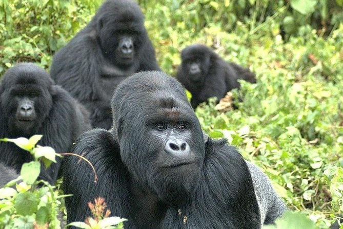 5 Day Rwanda gorilla and Lake Kivu Safari - Day 3: The twin lakes of Burera and Ruhondo