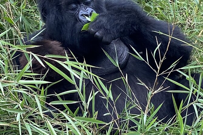5 Days Akagera and Volcanoes National Park - Golden Monkeys give you a second forest encounter