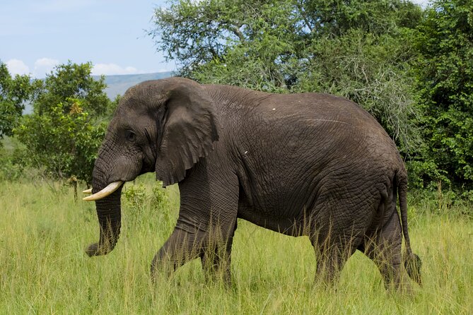 5 Days Akagera and Volcanoes National Park - Who should book this five-day Rwanda trip?
