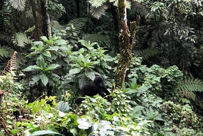 6 Days Rwanda Uganda Budget Wildlife Safari - Why this six-day route works