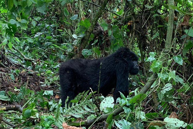 6 Days Rwanda Uganda Budget Wildlife Safari - Day 1: Kigali, Kinigi, and the road to Volcanoes National Park