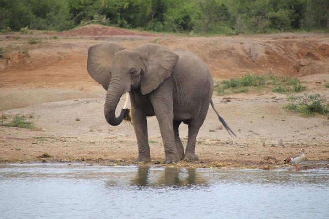 8 Day Gorilla Trek, Wildlife Safari and Chimp Habituation Experience - Why this route works for a first Uganda safari
