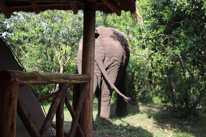 8 Day Gorilla Trek, Wildlife Safari and Chimp Habituation Experience - Day 1: Kigali to Bwindi through the Cyanika border