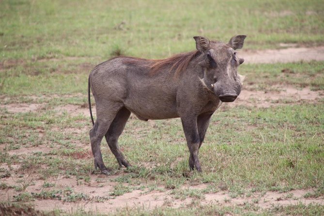 8 Day Gorilla Trek, Wildlife Safari and Chimp Habituation Experience - Day 5: Kasenyi plains and the Kazinga Channel