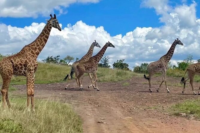 Akagera National Park 1 day Safari Experience - What the $229 price includes