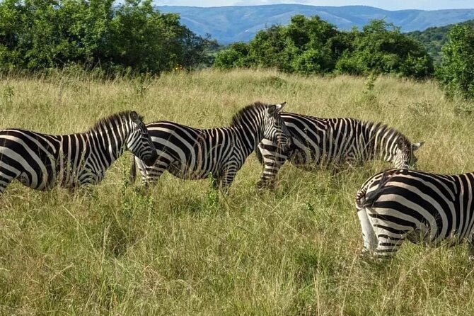 Akagera National Park 1 day Safari Experience - The guides make the safari more than a drive
