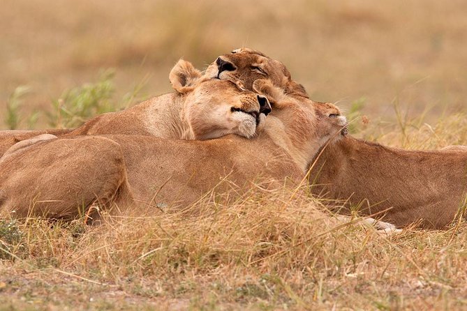 Akagera National Park Day Trip - Akagera in one long day from Kigali