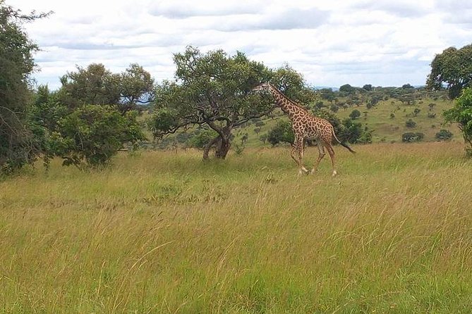 Akagera National Park Day Trip - Why the 5:30 am start is worth considering