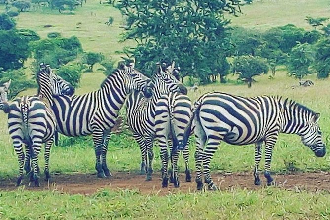 Akagera National Park Day Trip - Crossing from Kigali’s hills to Akagera’s savanna