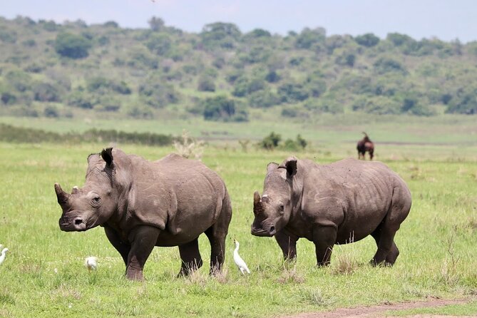 Akagera National Park Guided Day Pass - Key points before you book