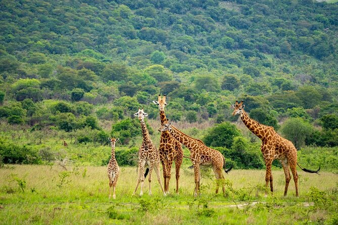 Akagera National Park Guided Day Pass - The pop-up roof vehicle and what it means for you
