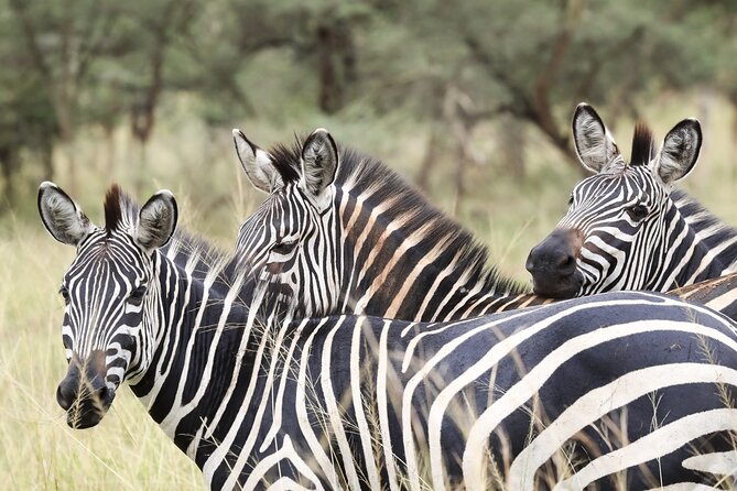 Akagera National Park Guided Day Pass - What you might see across the park