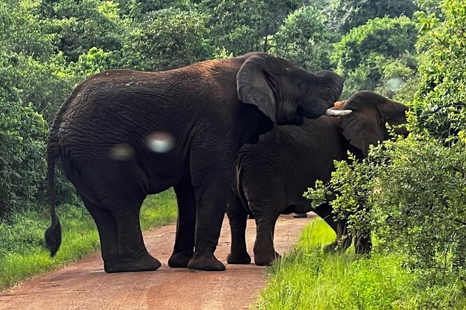 Akagera National Park Guided Day Pass - Is $285 a fair price?