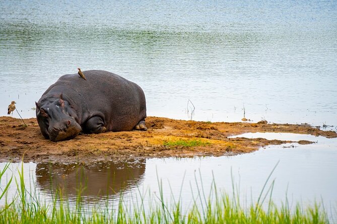 Akagera National Park Guided Day Pass - Who will get the most from this safari?