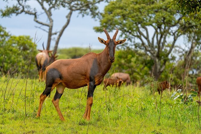 Akagera National Park Guided Day Pass - Leaving Kigali at 5:30 a.m.