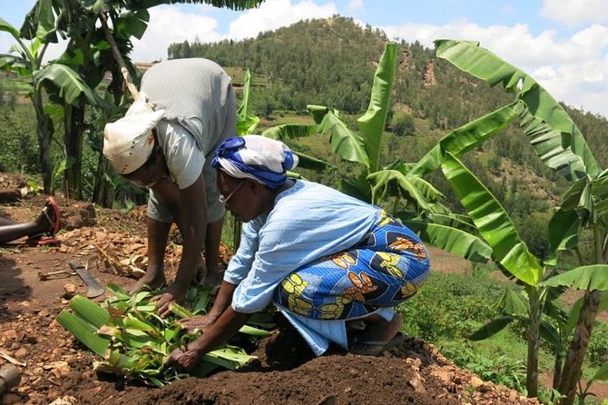Banana Juice Making at a Local Community - Why banana juice makes a memorable Rwandan experience