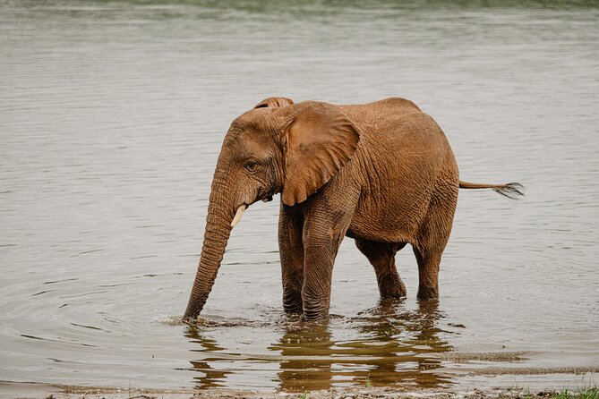 Big 5 Safari Day Trip - What the $283 price really covers