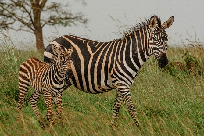 Big 5 Safari Day Trip - Why the guide matters more than the brochure