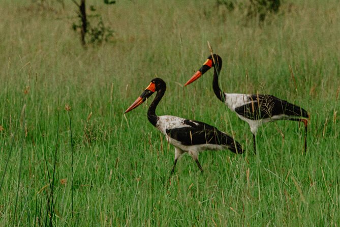 Big 5 Safari Day Trip - The hard parts of a day safari