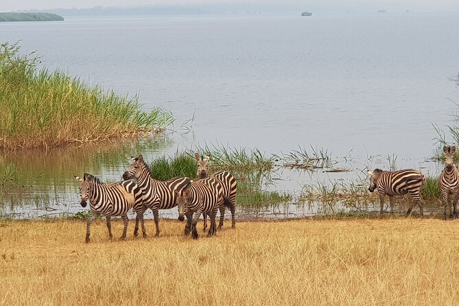 Cool Share Day Akagera Game Drive, Daily Depart, Boat Ride, Lunch - Lunch, Water, and What You Need to Bring
