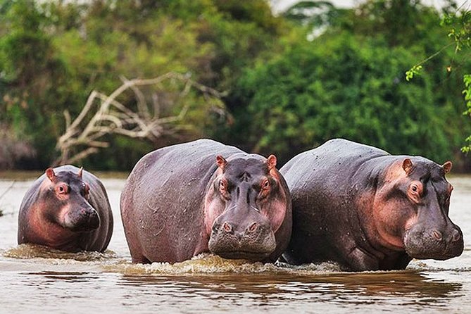 Day Trip Safari - Akagera National Park with Optional Lake Ihema Boat Safari - Key points to know before you book