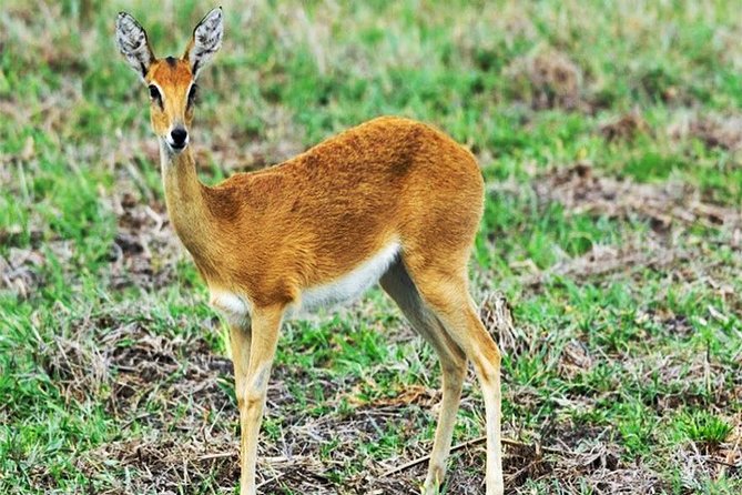 Day Trip Safari - Akagera National Park with Optional Lake Ihema Boat Safari - The 5:00 AM departure from Kigali