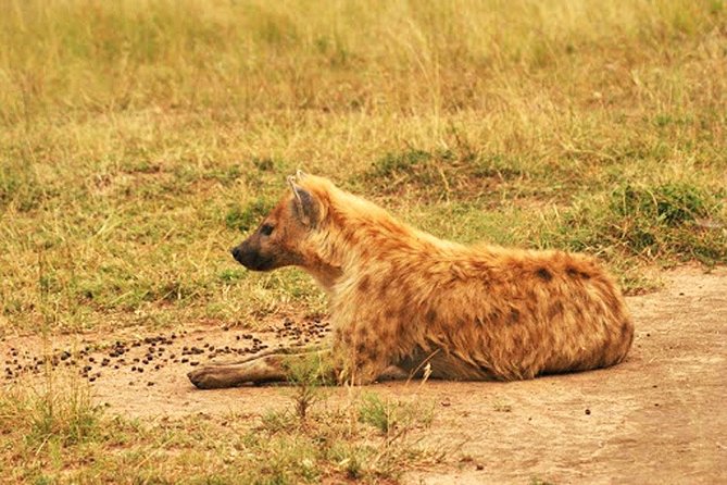 Day Trip Safari - Akagera National Park with Optional Lake Ihema Boat Safari - Lions, rhinos, elephants, and the limits of luck