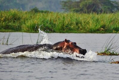 Day Trip Safari – Akagera National Park with Optional Lake Ihema Boat Safari