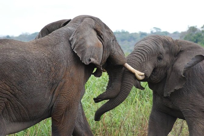 Day Trip Safari - Akagera National Park with Optional Lake Ihema Boat Safari - The guide can shape the whole day