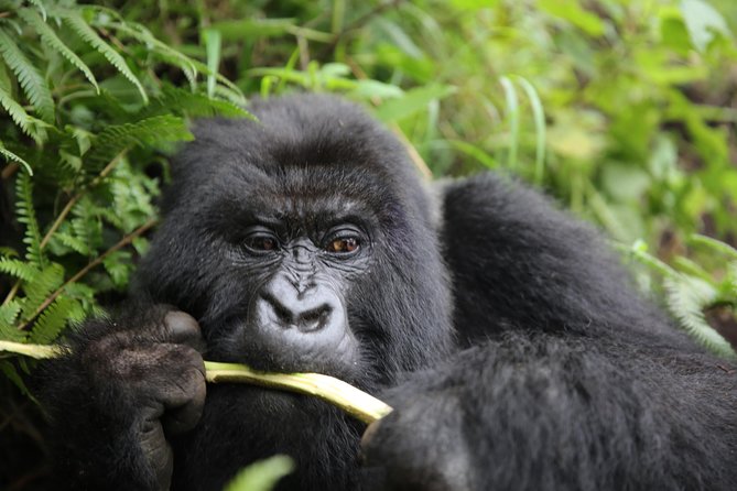 Discover the Beauty of Rwanda in 12Days - What this 12-day Rwanda trip is really about