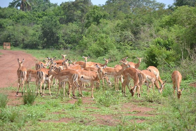 Discover the Beauty of Rwanda in 12Days - A small group and the role of your guide
