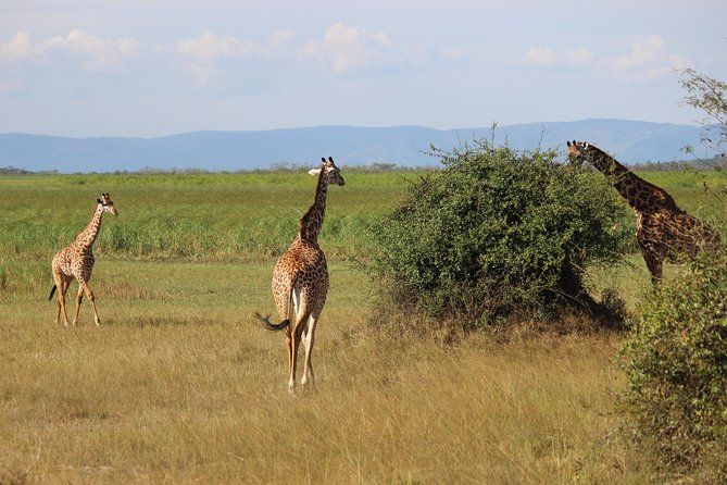Discover the Beauty of Rwanda in 12Days - Who will enjoy this Rwanda tour most?