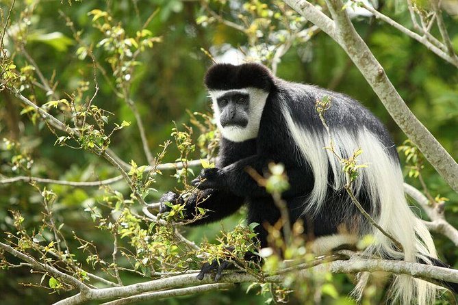 Discover the Beauty of Rwanda in 12Days - Starting in Kigali at 6:00 am