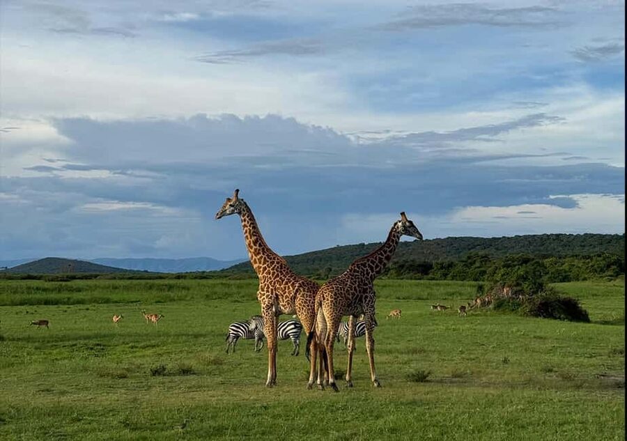 From Kigali: 1 Day All inclusive Akagera Safari - Why Akagera works as a one-day safari from Kigali