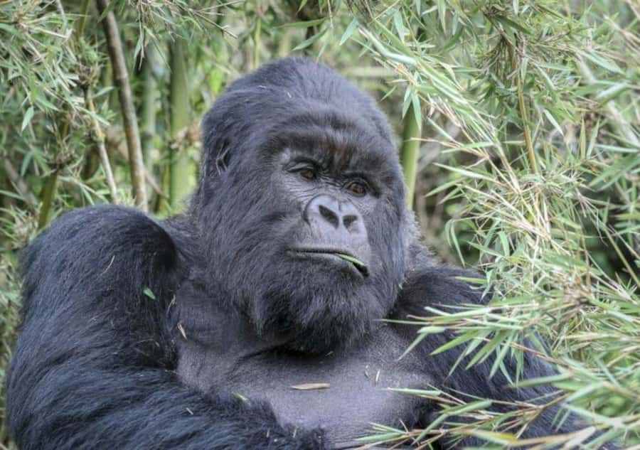 From Kigali: 1-Day Gorilla Trekking in Uganda - Key points to know before booking