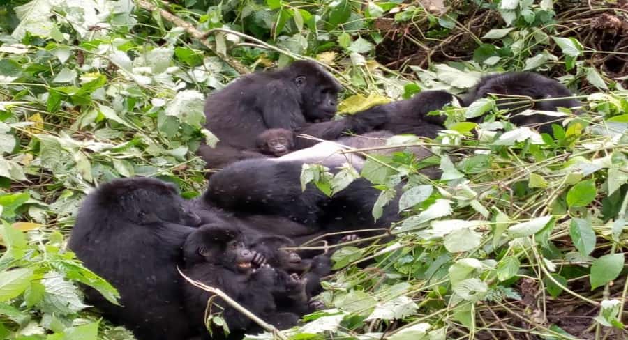 From Kigali: 1-Day Gorilla Trekking in Uganda - Why this gorilla meeting is worth the effort