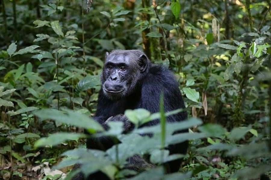 From Kigali: 1-Day Gorilla Trekking in Uganda - Breakfast, border control, and the park headquarters