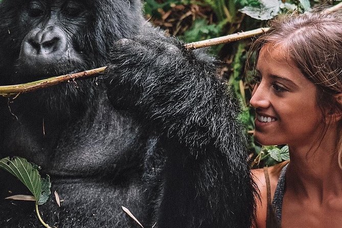From Kigali: 10 Hour Day-trip Rwanda Gorilla Trekking with Lunch - Why this Kigali gorilla trip is worth considering
