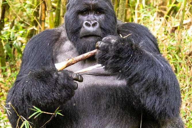 From Kigali: 10 Hour Day-trip Rwanda Gorilla Trekking with Lunch - Searching for gorillas in the forest